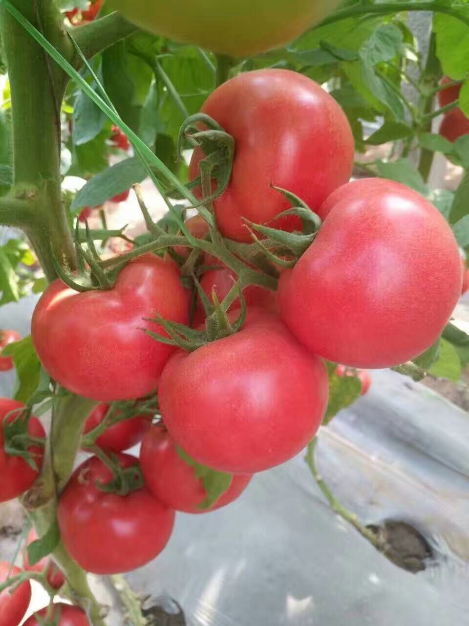 口感番茄苗价格
