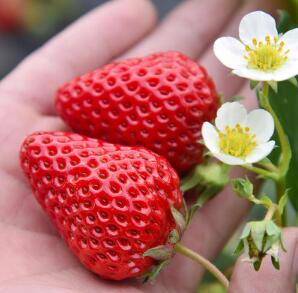 红颜草莓苗品种
