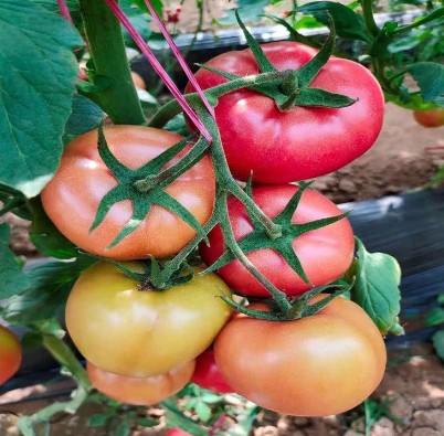 耐裂西红柿苗品种
