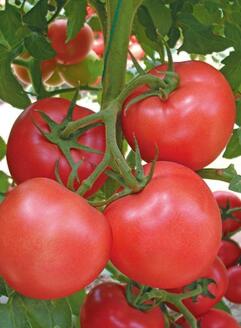 耐热西红柿苗品种